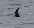 Ashy Storm-Petrel with fish